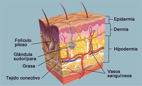 Estructura de la pell